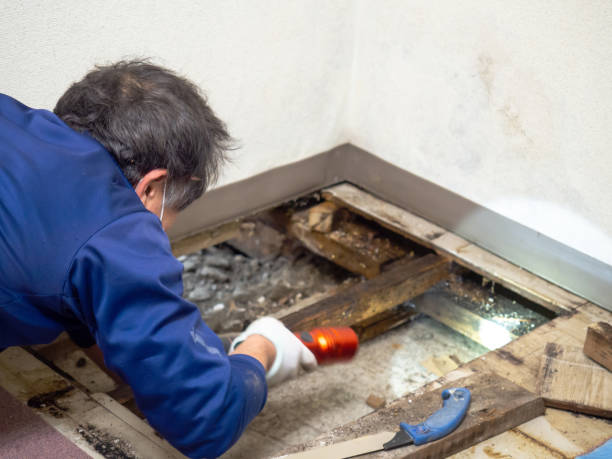 Best Toxic Mold Removal  in Kahului, HI