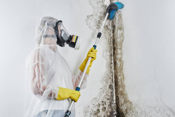 Best Commercial Mold Removal  in Kahului, HI