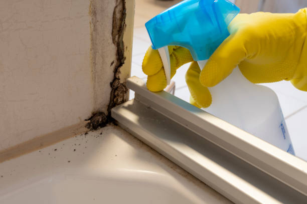 Best Toxic Mold Removal  in Kahului, HI