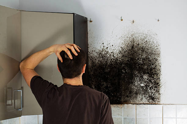 Best Emergency Mold Removal  in Kahului, HI